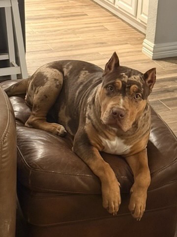 Rye, Jake's American Bulldog and the namesake of RYEHAUS