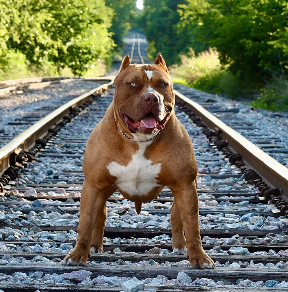 DTX Mega, Rye's dam — a 115 lb red chocolate merle XL American Bulldog