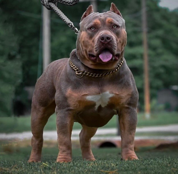MHB Pluto, Rye's sire — a 140 lb lilac tri XL American Bulldog