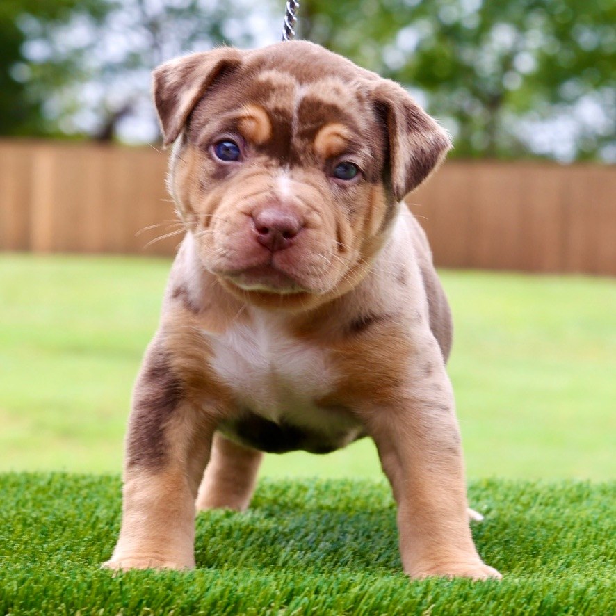 Rye at five weeks old, standing on grass