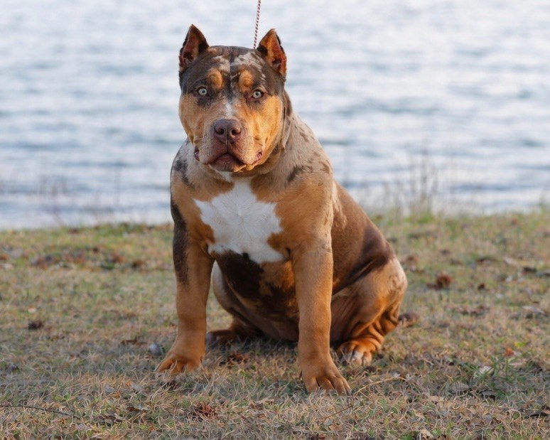 Rye at seven months, sitting by the water at golden hour